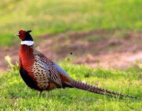 如何防止野鸡吃瓜,有效防止野鸡偷食瓜果的实用策略 第1张 如何防止野鸡吃瓜,有效防止野鸡偷食瓜果的实用策略 第1张